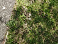 Taraxacum