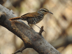 Thryophilus pleurostictus