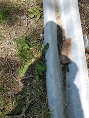 Taraxacum