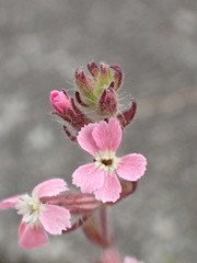Silene gallica gallica