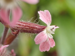 Silene gallica gallica