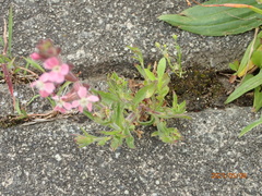 Silene gallica gallica