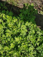Artemisia vulgaris