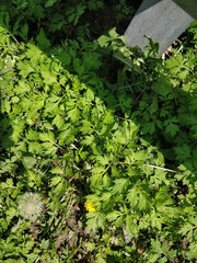 Artemisia vulgaris