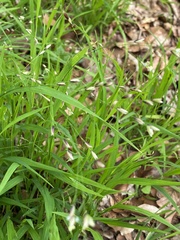 Melica uniflora
