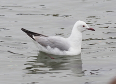 Chroicocephalus hartlaubii