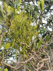 Viscum articulatum