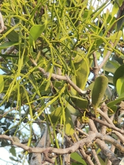 Viscum articulatum