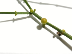 Viscum articulatum