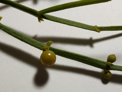 Viscum articulatum