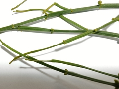 Viscum articulatum
