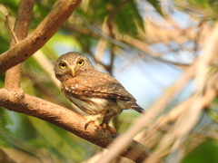 Glaucidium palmarum