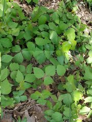 Toxicodendron radicans