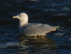 Larus glaucoides