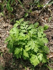 Artemisia vulgaris