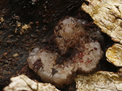 Exidia thuretiana
