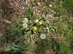 Taraxacum