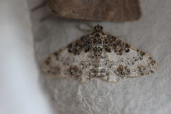 Catarhoe permixtaria