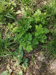 Artemisia vulgaris