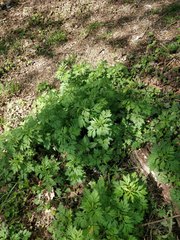 Artemisia vulgaris