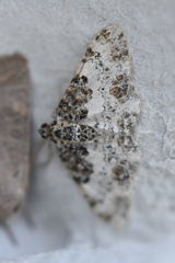 Catarhoe permixtaria