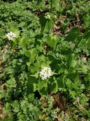Alliaria petiolata