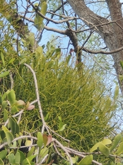 Viscum articulatum