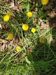 Taraxacum