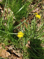 Taraxacum