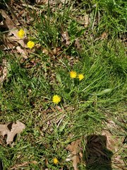 Taraxacum
