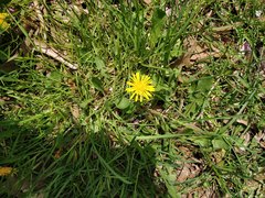 Taraxacum
