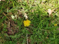 Taraxacum