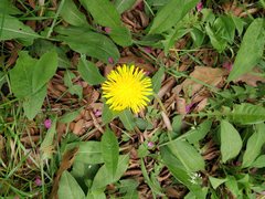 Taraxacum