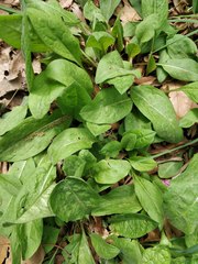 Magnoliopsida