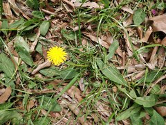 Taraxacum