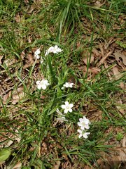 Claytonia virginica