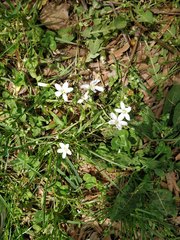 Claytonia virginica