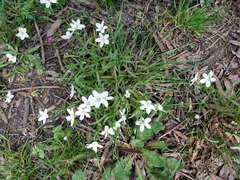Claytonia virginica