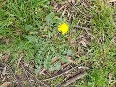 Taraxacum