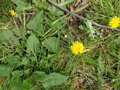Taraxacum