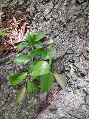 Magnoliopsida