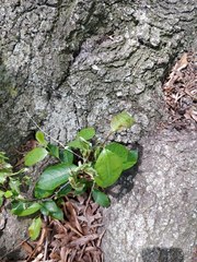 Magnoliopsida