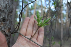 Syringa josikaea