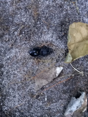 Pachyodontus languidus