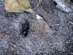 Pachyodontus languidus