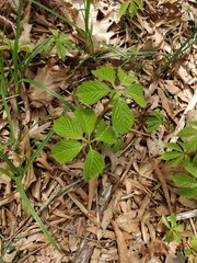 Parthenocissus