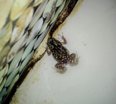 Rohan's Globular Frog photo 4
