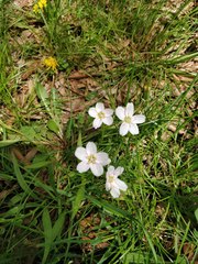 Claytonia virginica