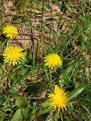 Taraxacum