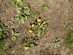 Taraxacum